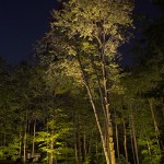 Réalisation d'éclairage d'arbres naturels